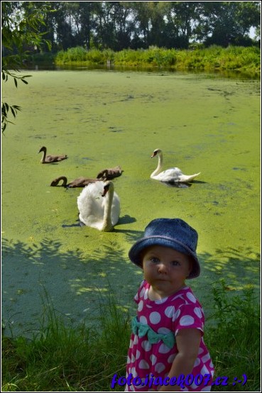 pohled na labutě v rybníku v Morkovicích 