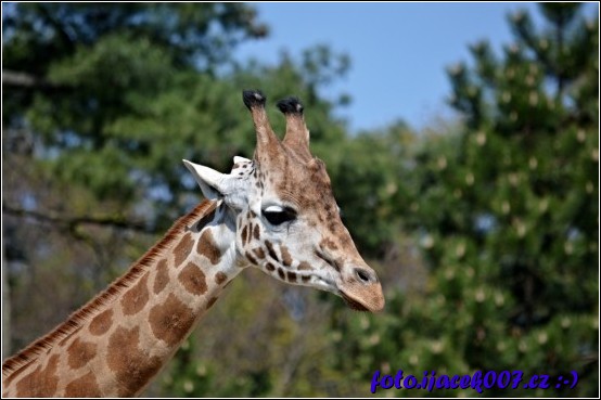 fotka nádherné žirafy 