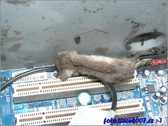 detail mrtvé myši v počítači 
